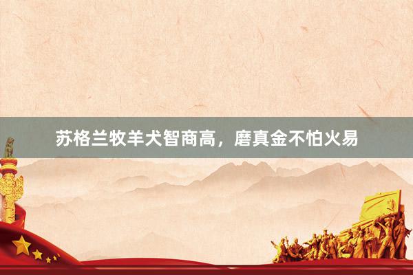 苏格兰牧羊犬智商高，磨真金不怕火易